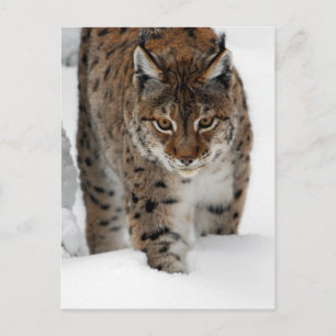 Snow Lynx Postkarte
