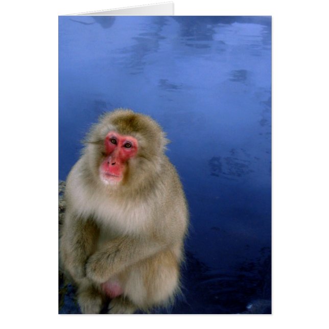 Snow Monkey (Vorne)