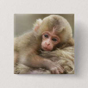 Snow Monkey Baby, Jigokudani, Nagano, Japan 2 Button