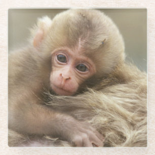 Snow Monkey Baby, Jigokudani, Nagano, Japan 2 Glasuntersetzer