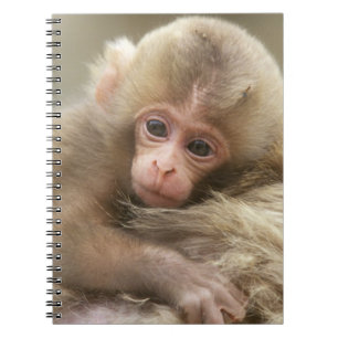Snow Monkey Baby, Jigokudani, Nagano, Japan 2 Notizblock