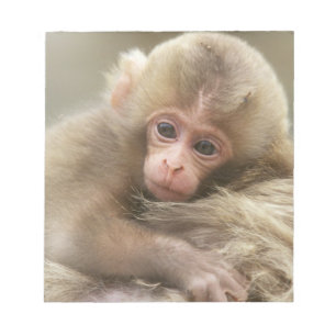 Snow Monkey Baby, Jigokudani, Nagano, Japan 2 Notizblock