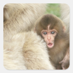 Snow Monkey Baby, Jigokudani, Nagano, Japan Quadratischer Aufkleber