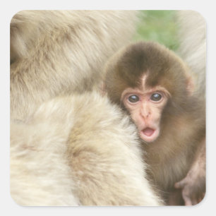 Snow Monkey Baby, Jigokudani, Nagano, Japan Quadratischer Aufkleber