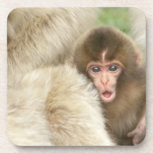Snow Monkey Baby, Jigokudani, Nagano, Japan Untersetzer
