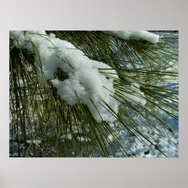 Snow on a Pine Tree Branch Poster (Vorne)