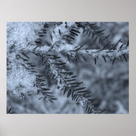 Snow on Pine Needles Poster