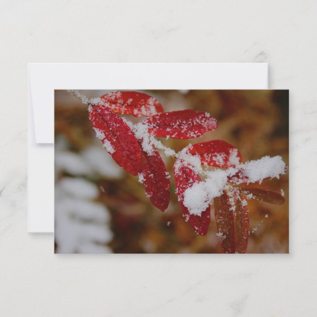 Snow on Red Leaves Mitteilungskarte (Vorderseite)