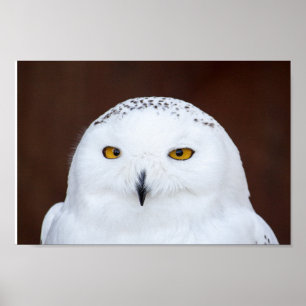 SNOW OWL PHOTOGRAPHY POSTER