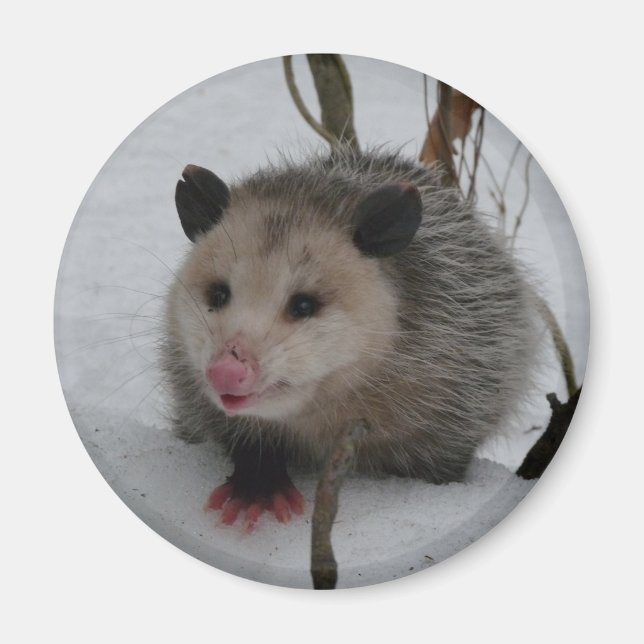 Snow Possum Magnet (Vorne)