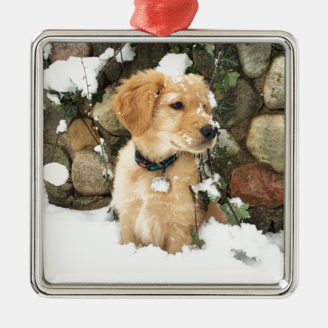 Snow Puppy Silbernes Ornament (Vorne)