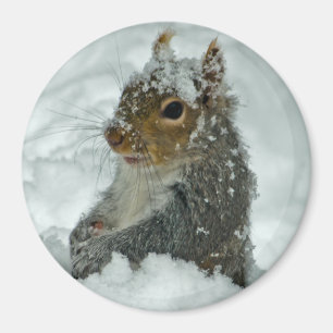 Snow Squirrel Magnet
