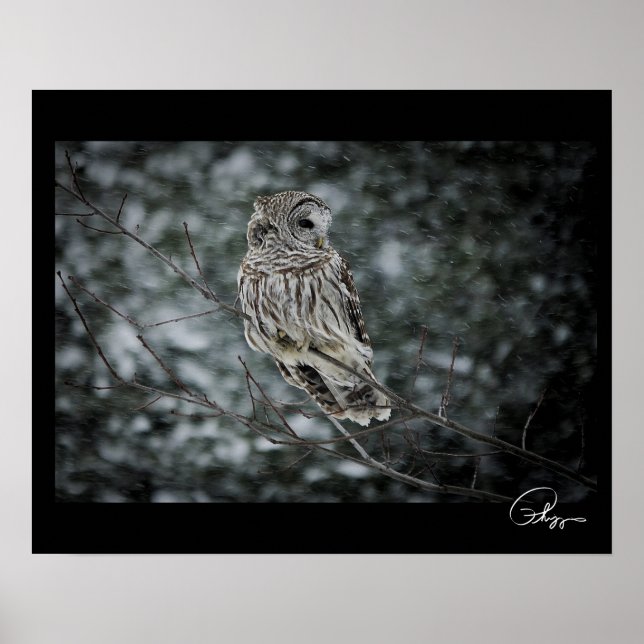 Snow Storm Barred Owl Poster (Vorne)