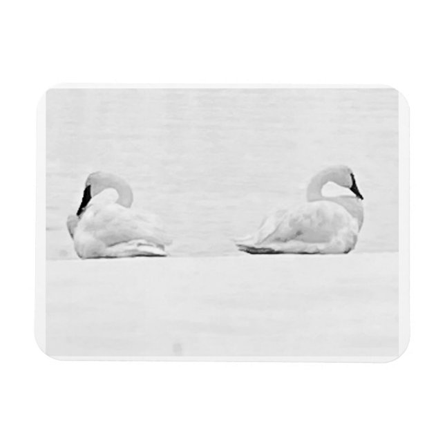 Snow Swans for Nature's Perspectives 2026 Calendar Magnet (Horizontal)