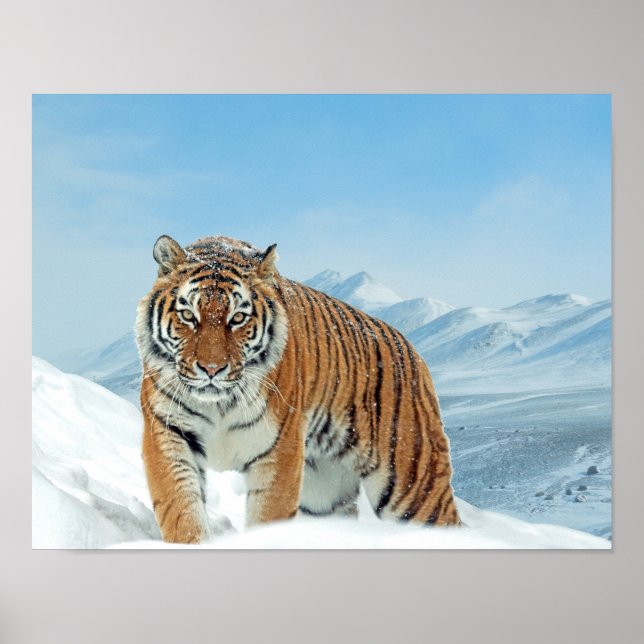 Snow Tiger Mountains Winter Nature Photo Poster (Vorne)
