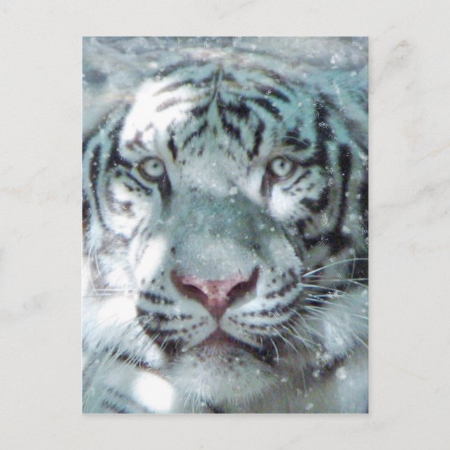 Snow White Tiger Postkarte (Vorderseite)