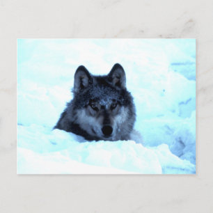 Snow Wolf Wolves Postkarte