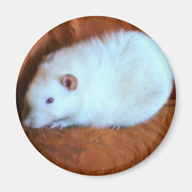 Snowball White Rat Magnet (Vorne)