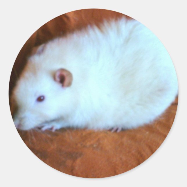 Snowball White Rat Sticker (Vorderseite)