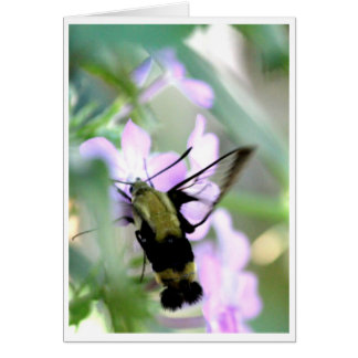 Snowberry Clearwing Hummingbird Moth