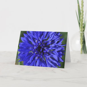 Snowcatcher Cornflower Geburtstagskarte Karte