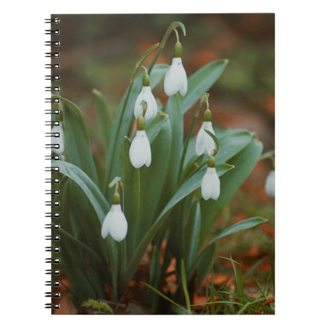 Snowdrop Blume Spiral Foto Notebook Notizblock (Vorderseite)