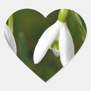 Snowdrop Blumen Herz-Aufkleber
