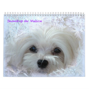 Snowdrop der maltesische Kalender