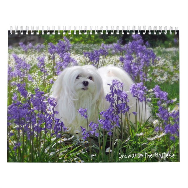 Snowdrop der maltesische Kalender (Titelbild)