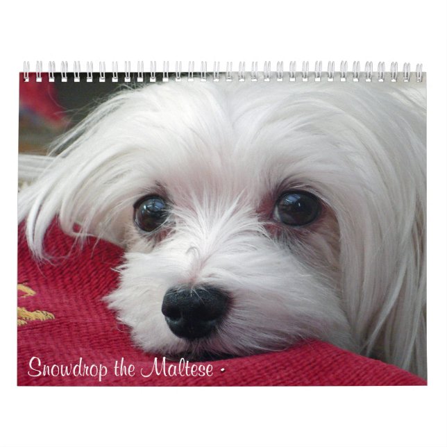 Snowdrop der maltesische Kalender (Titelbild)