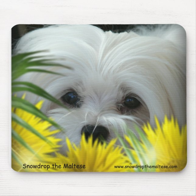Snowdrop die maltesische Mausunterlage Mousepad (Vorne)