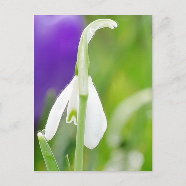 Snowdrop Postkarte (Vorderseite)