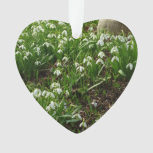 Snowdrops