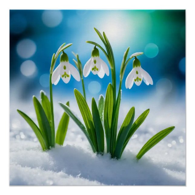 Snowdrops #3 Wall Art Poster (Vorderseite)