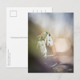 Snowdrops Blume Natur Foto Postkarte