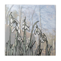 Snowdrops