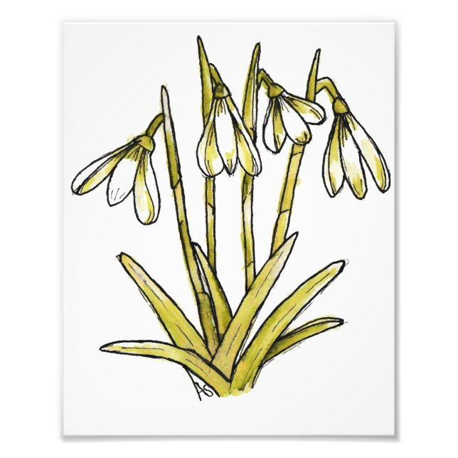Snowdrops Fotodruck (Vorne)