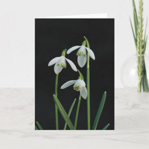 Snowdrops Grußkarte Karte
