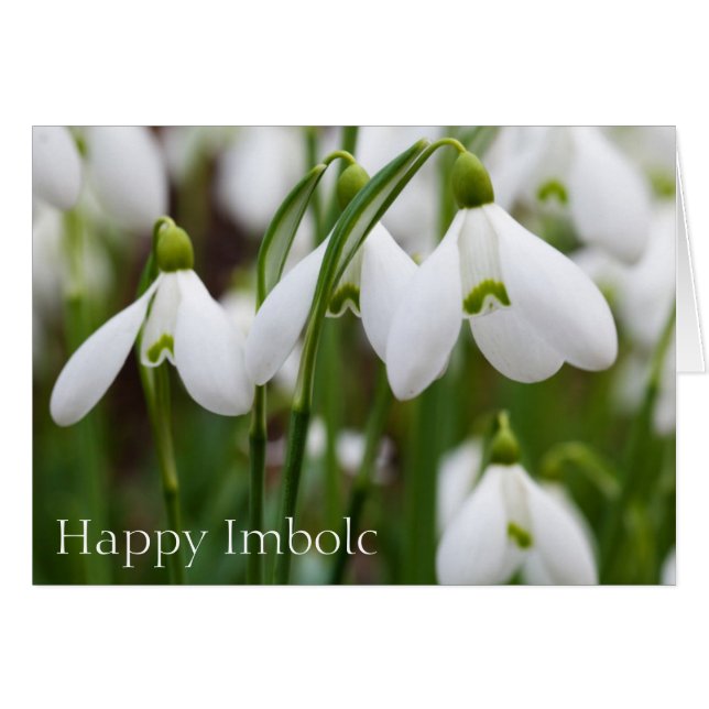 Snowdrops - Happy Imbolc (Devant horizontal)