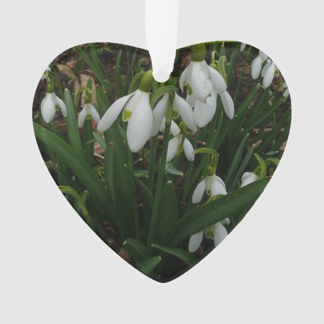 Snowdrops I (devant)