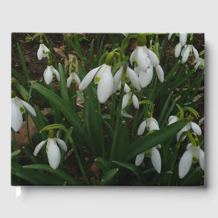 Snowdrops I (Galanthus) Weiße Frühlingsblumen Gästebuch