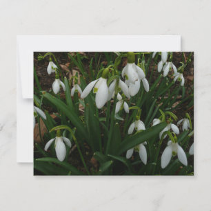 Snowdrops I (Galanthus) Weiße Frühlingsblumen Karte