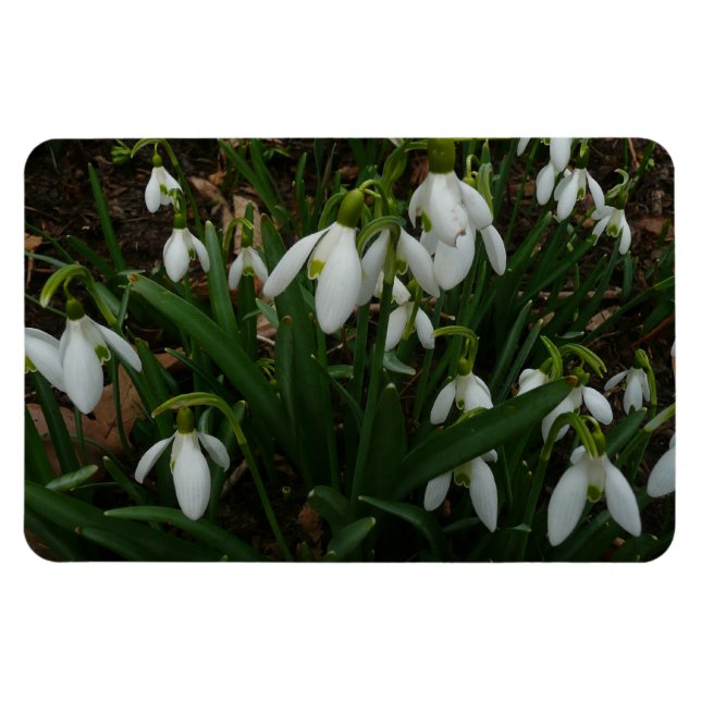 Snowdrops I (Galanthus) Weiße Frühlingsblumen Magnet (Horizontal)