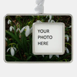Snowdrops I (Galanthus) Weiße Frühlingsblumen Rahmen-Ornament Silber