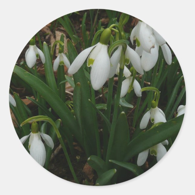 Snowdrops I (Galanthus) Weiße Frühlingsblumen Runder Aufkleber (Vorderseite)