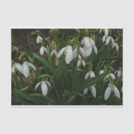 Snowdrops I (Galanthus) Weiße Frühlingsblumen Seidenpapier