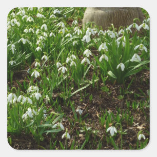 Snowdrops II (Galanthus) Frühlingsflora Quadratischer Aufkleber