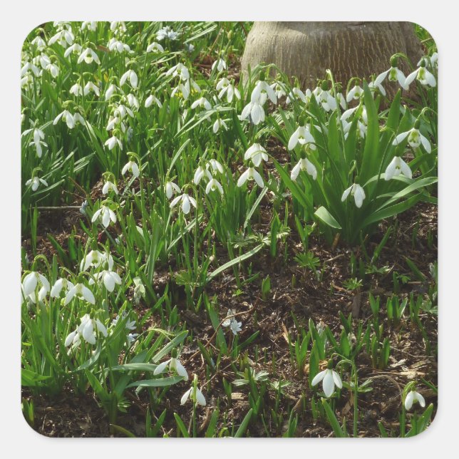 Snowdrops II (Galanthus) Frühlingsflora Quadratischer Aufkleber (Vorderseite)