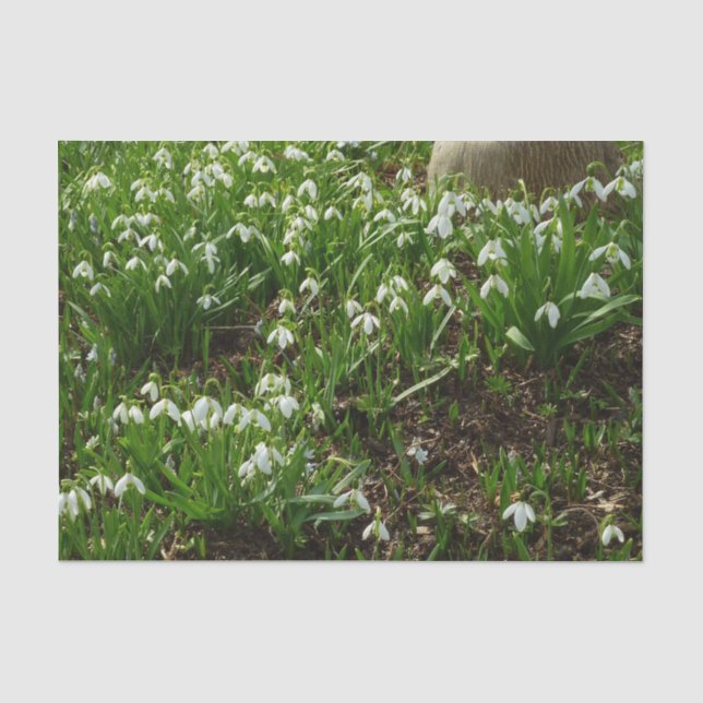 Snowdrops II (Galanthus) Frühlingsflora Seidenpapier (Vorderseite)