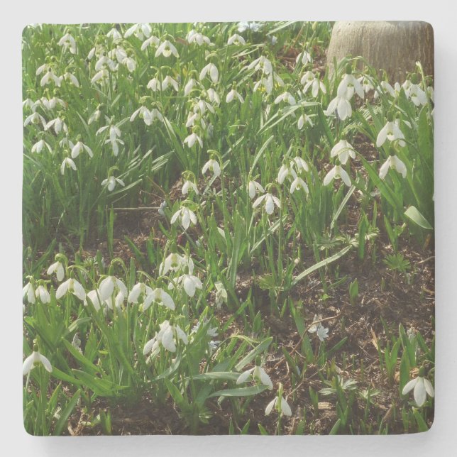Snowdrops II (Galanthus) Frühlingsflora Steinuntersetzer (Vorderseite)